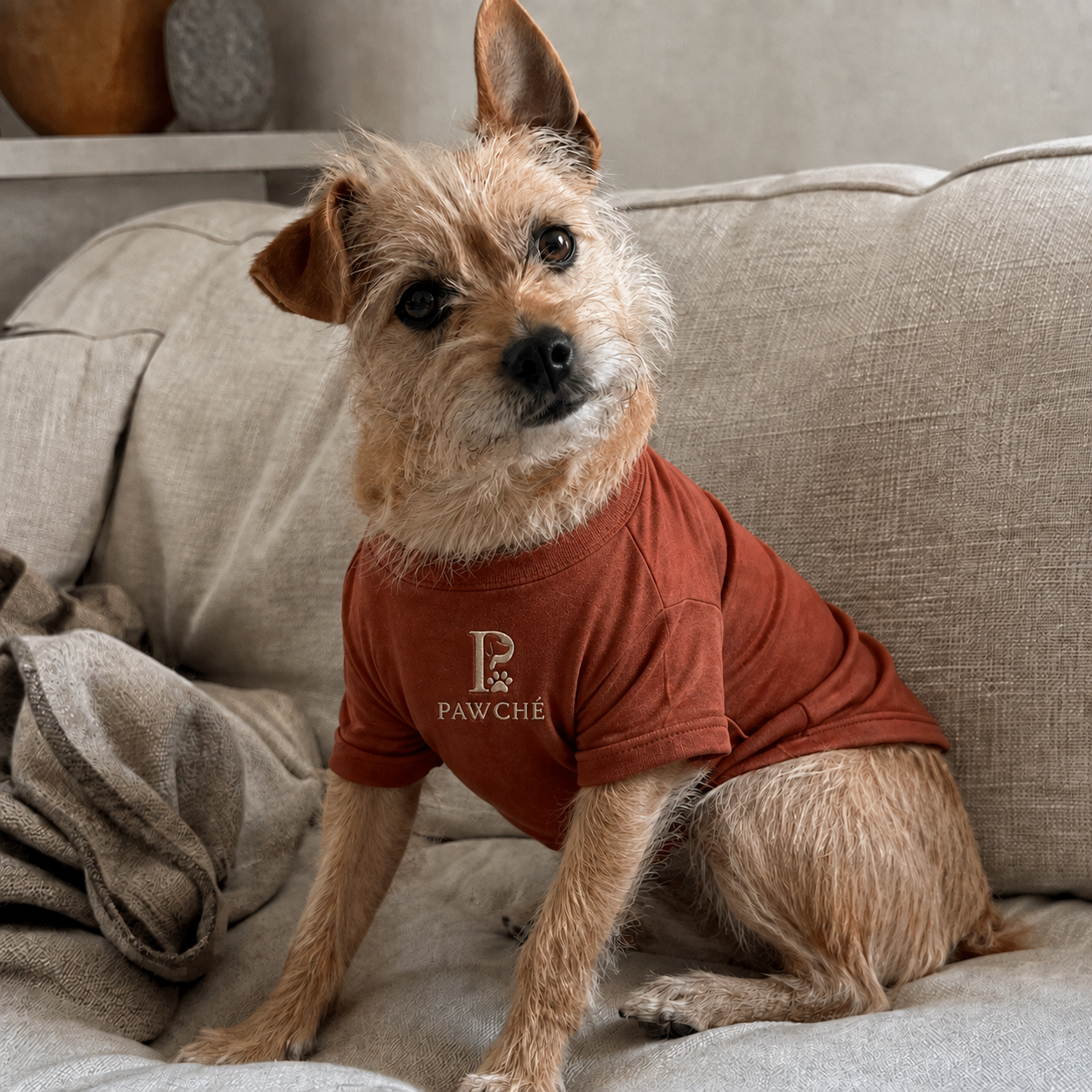 Luna, a Rescue Mix · 2 yrs